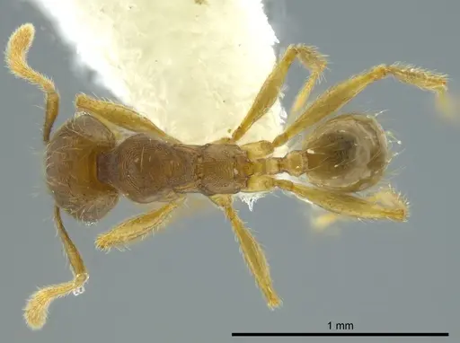 Pheidole cerina - INB0003604676