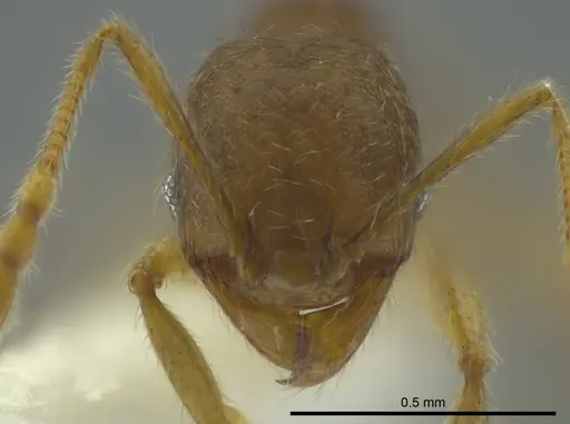 Pheidole cerina - INB0003604676