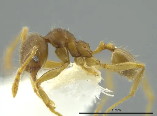 Pheidole cerina - INB0003604676
