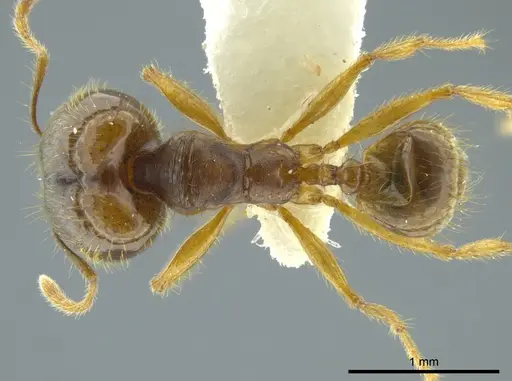 Pheidole cerina - INB0003604679