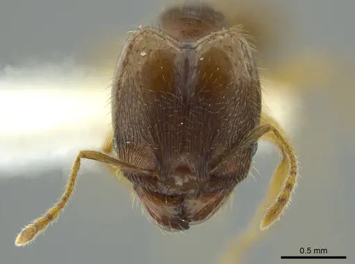 Pheidole cerina - INB0003604679