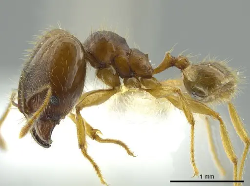 Pheidole cerina - INB0003604679