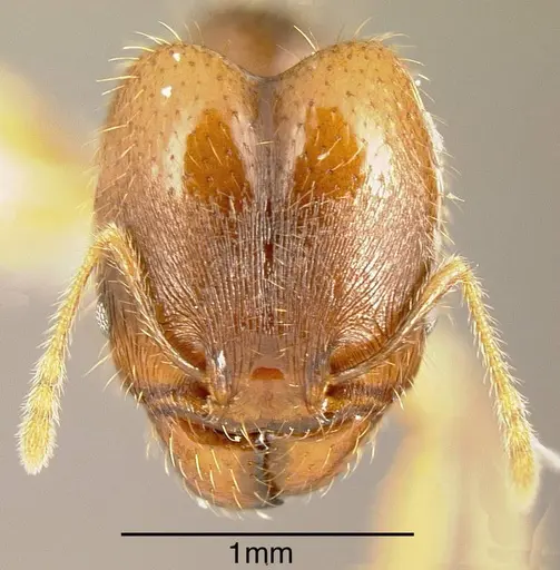 Pheidole cerina - INBIOCRI001282989