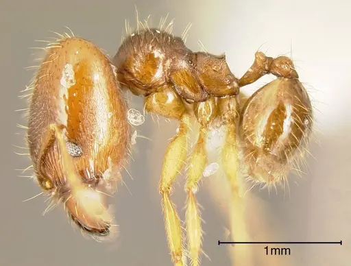 Pheidole cerina - INBIOCRI001282989