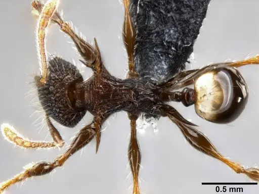 Pheidole cervicornis specimen