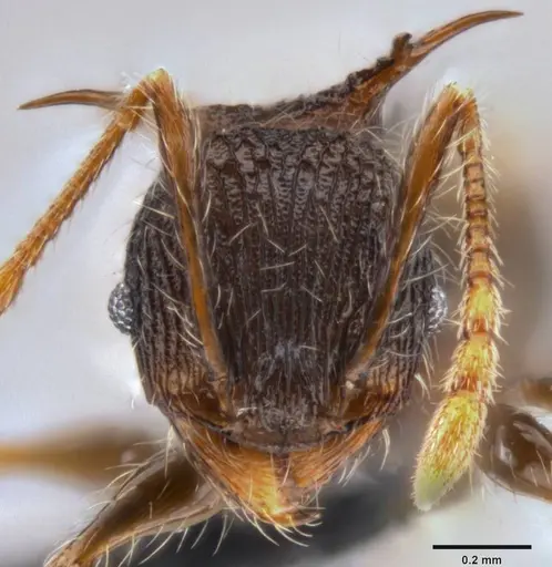 Pheidole cervicornis specimen