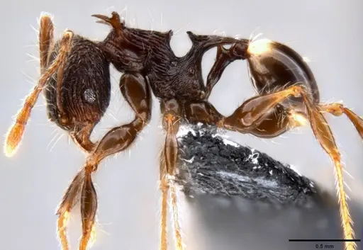 Pheidole cervicornis specimen