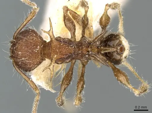 Pheidole cervicornis - CASENT0906634