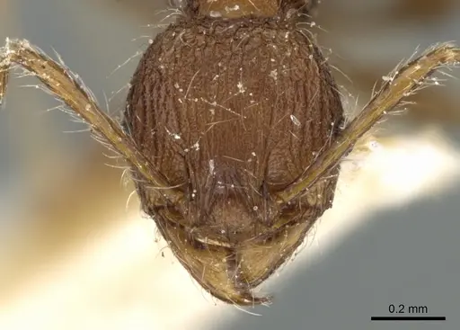 Pheidole cervicornis - CASENT0906634