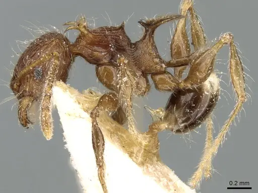 Pheidole cervicornis - CASENT0906634