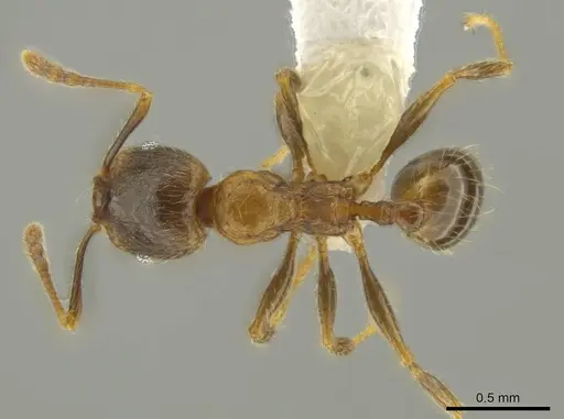 Pheidole chalca specimen