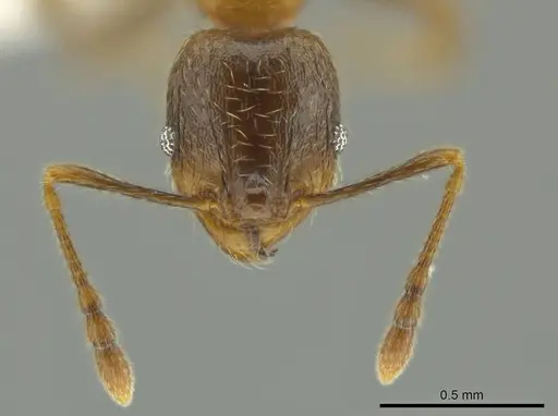 Pheidole chalca specimen