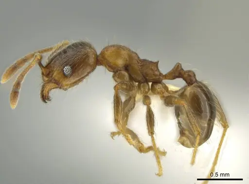 Pheidole chalca specimen