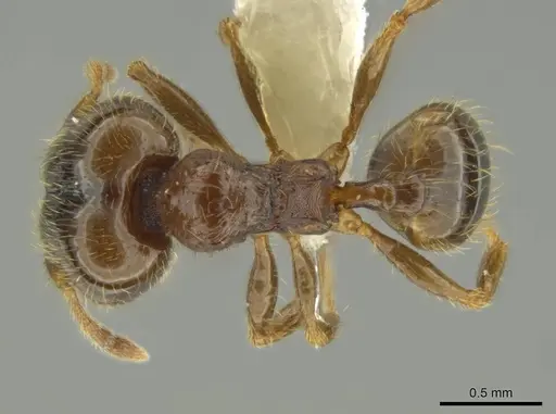 Pheidole chalca - CASENT0631889