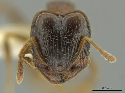 Pheidole chalca - CASENT0631889