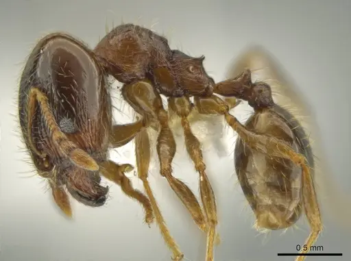 Pheidole chalca - CASENT0631889