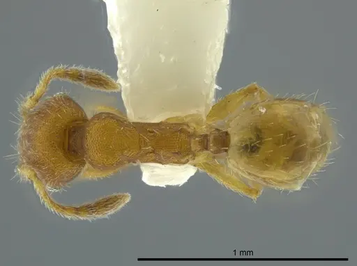 Pheidole charazana specimen