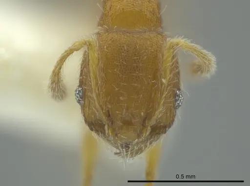 Pheidole charazana specimen