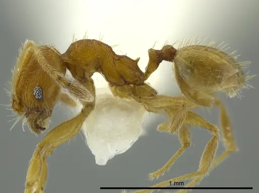 Pheidole charazana specimen