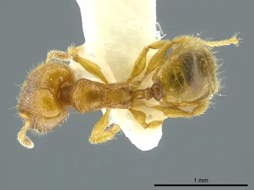 Pheidole charazana - JTLC000016344