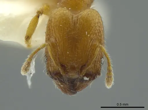 Pheidole charazana - JTLC000016344