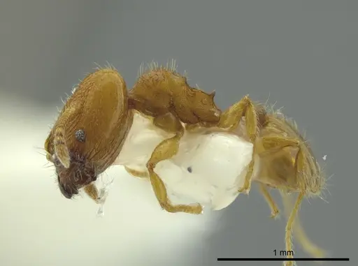 Pheidole charazana - JTLC000016344