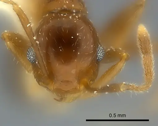 Pheidole chilensis specimen