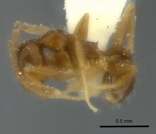 Pheidole chilensis specimen