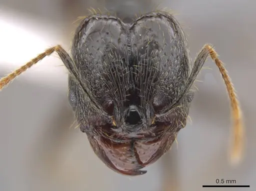Pheidole chocoensis specimen