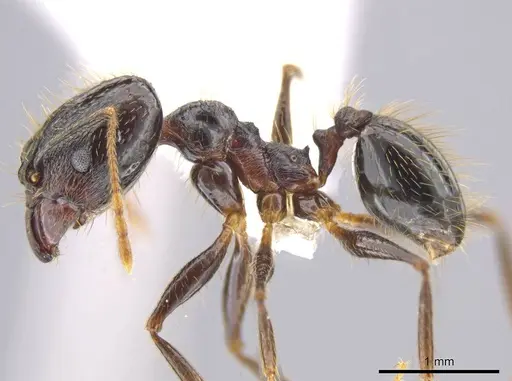 Pheidole chocoensis specimen
