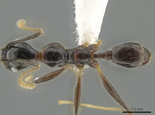 Pheidole chocoensis - CASENT0619600