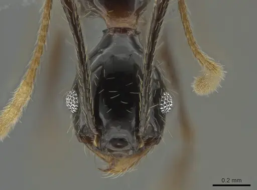 Pheidole chocoensis - CASENT0619600