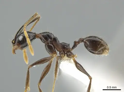Pheidole chocoensis - CASENT0619600