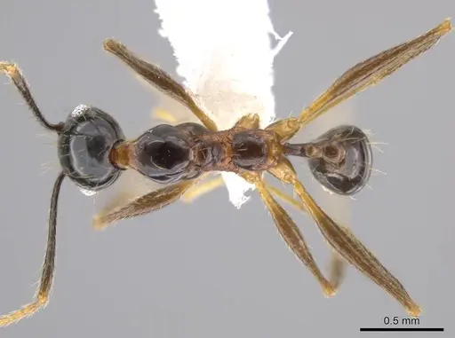 Pheidole chocoensis - CASENT0624003