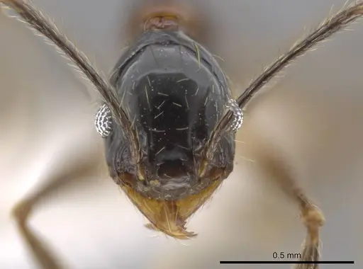 Pheidole chocoensis - CASENT0624003