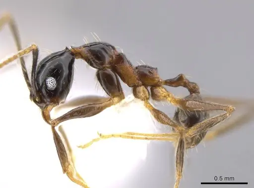 Pheidole chocoensis - CASENT0624003