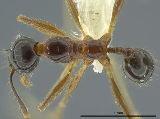 Pheidole chocoensis - CASENT0624254