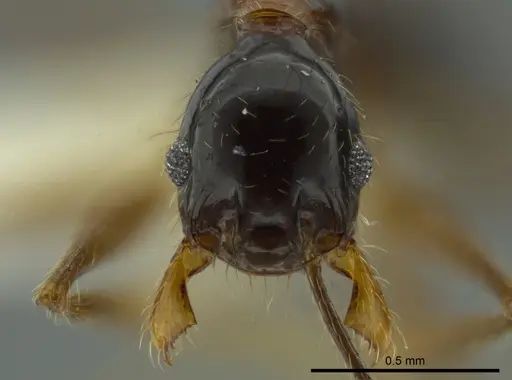 Pheidole chocoensis - CASENT0624254