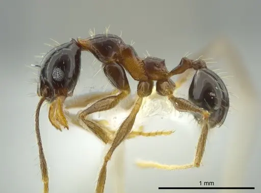 Pheidole chocoensis - CASENT0624254