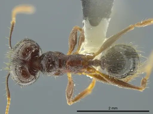 Pheidole chocoensis - INBIOCRI001242644