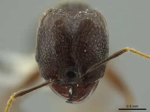 Pheidole chocoensis - INBIOCRI001242644