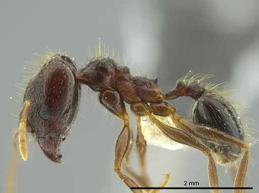 Pheidole chocoensis - INBIOCRI001242644
