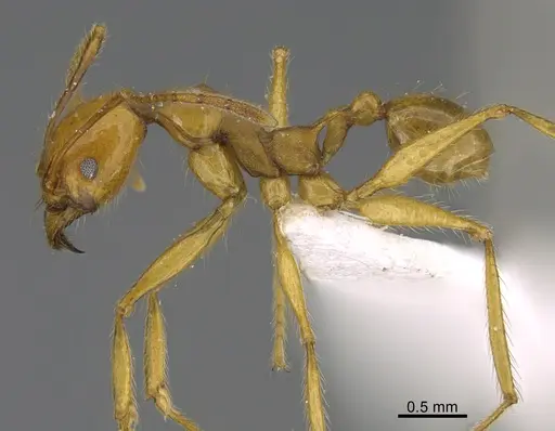 Pheidole christinae specimen