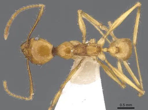 Pheidole christinae - CASENT0227940