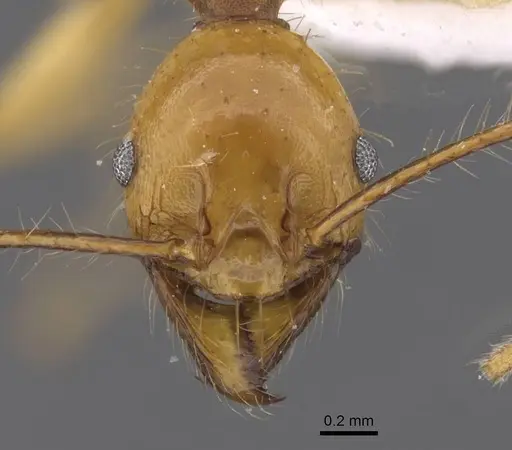 Pheidole christinae - CASENT0227940