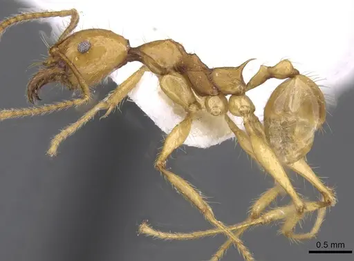 Pheidole christinae - CASENT0227940