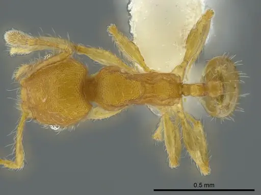 Pheidole christopherseni specimen