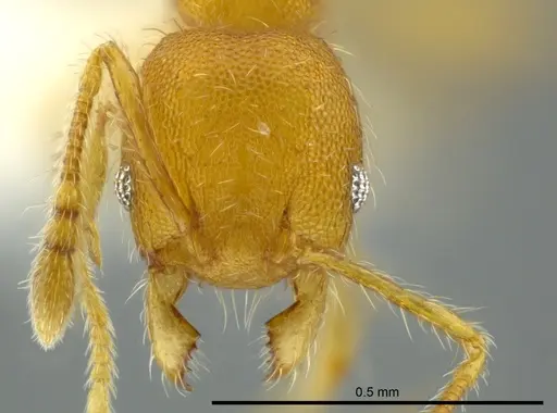 Pheidole christopherseni specimen