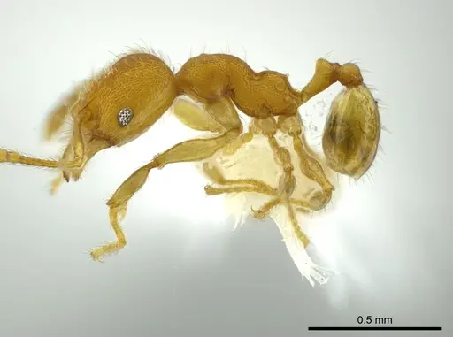 Pheidole christopherseni specimen