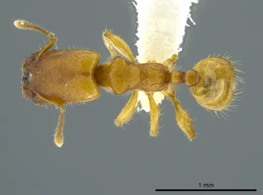 Pheidole christopherseni - CASENT0612252